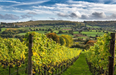 Sauvignon Blanc 2021, Woodchester Valley, Cotswolds     